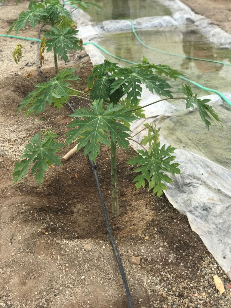 CULTIVO DE PAPAYA