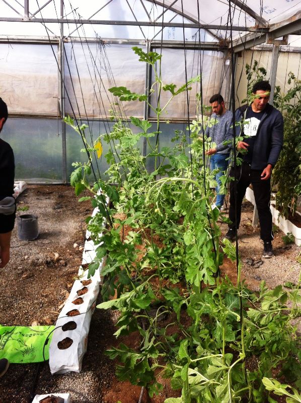  PRODUCTOS CULTIVADOS EN LOS INVERNADEROS